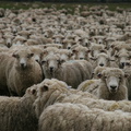 Schafe 003